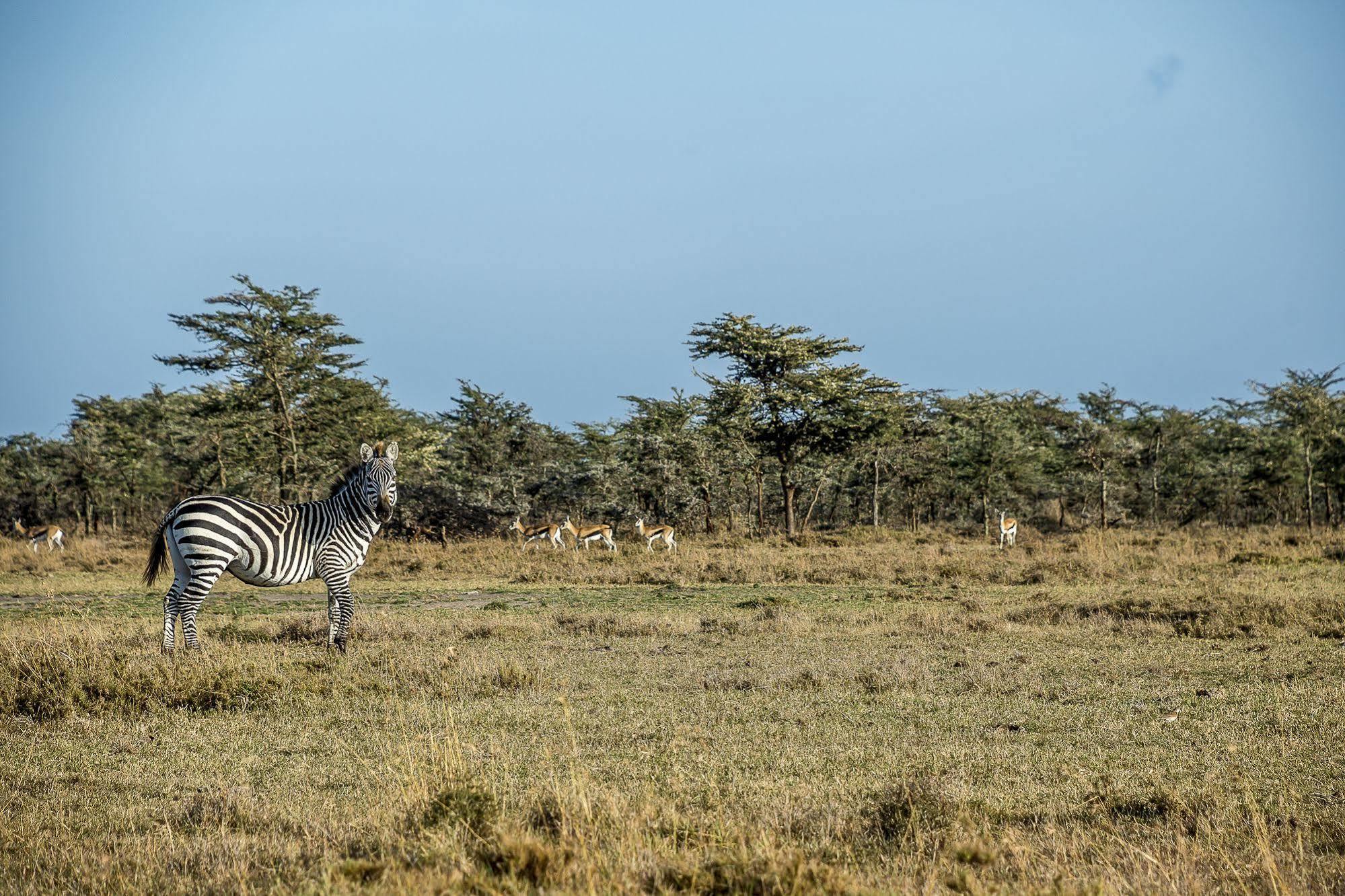 Mutara Camp- Nanyuki 호텔 외부 사진